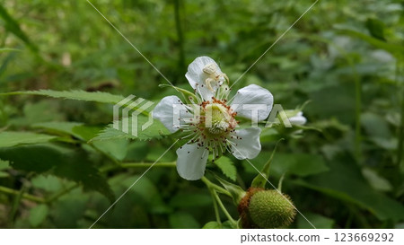 Rubus trifidus plant floral background. 123669292