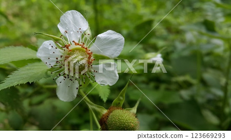 Rubus trifidus plant floral background. Rubus trifidus plant floral background. 123669293