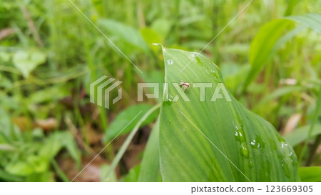 Spiders perch on the leaves. These spiders are known to eat small insects such as grasshoppers, flies, bees and other small spiders. 123669305