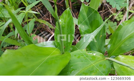 Photo of a very small insect perched on a green plant. Photo of a very small insect perched on a green plant. 123669306
