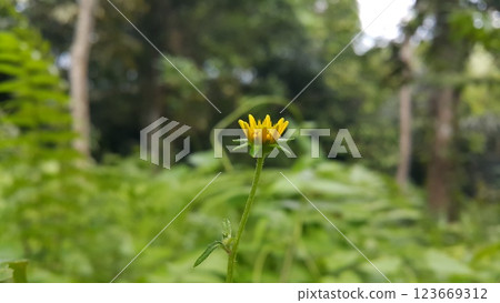 Unblown Wollastonia biflora flower background. Unblown Wollastonia biflora flower background. 123669312