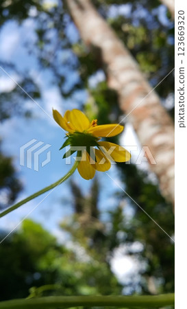 Very beautiful Wollastonia biflora flower background. This plant can treat insect bites, lacerations, festering wounds, swelling, heat or fever, and itching. Very beautiful Wollastonia biflora flower background. This plant can treat insect bites, lacerations, festering wounds, swelling, heat or fever, and itching. 123669320