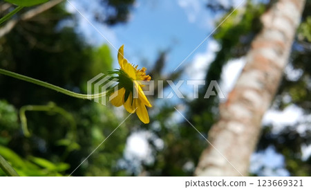 Unblown Wollastonia biflora flower background. Unblown Wollastonia biflora flower background. 123669321