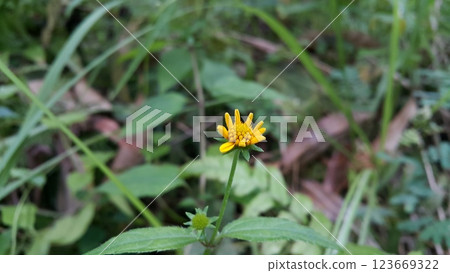 Unblown Wollastonia biflora flower background. 123669322