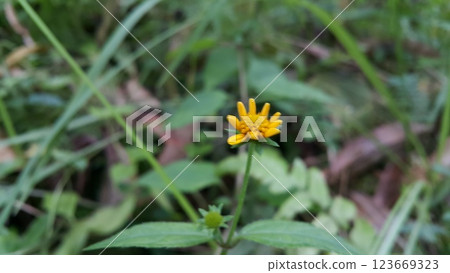 Unblown Wollastonia biflora flower background. 123669323