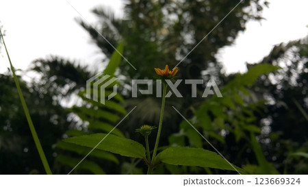 Unblown Wollastonia biflora flower background. 123669324