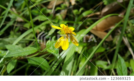 Very beautiful Wollastonia biflora flower background. This plant can treat insect bites, lacerations, festering wounds, swelling, heat or fever, and itching. Very beautiful Wollastonia biflora flower background. This plant can treat insect bites, lacerations, festering wounds, swelling, heat or fever, and itching. 123669325