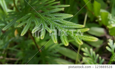 Phacelia tanacetifolia Benth plant leaf texture background. 123669328