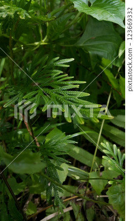 Phacelia tanacetifolia Benth plant leaf texture background. 123669332