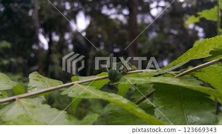 Image of Caterpillar of common nawab butterfly (Polyura athamas) or Dragon-Headed Caterpillar on nature background. Insect. Animal. Image of Caterpillar of common nawab butterfly (Polyura athamas) or Dragon-Headed Caterpillar on nature background. Insect. Animal. 123669343