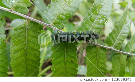 Image of Caterpillar of common nawab butterfly (Polyura athamas) or Dragon-Headed Caterpillar on nature background. Insect. Animal. 123669345
