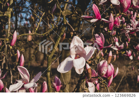 Magnolia flowers in bloom. 123669826