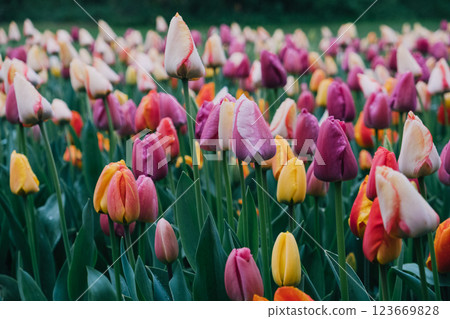 Flowering tulips. Flowering tulips. 123669828