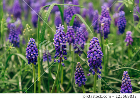 Blooming flowers. 123669832