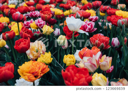 Tulips in bloom. 123669839