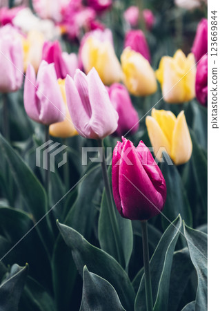 Tulip flowers. Tulip flowers. 123669844