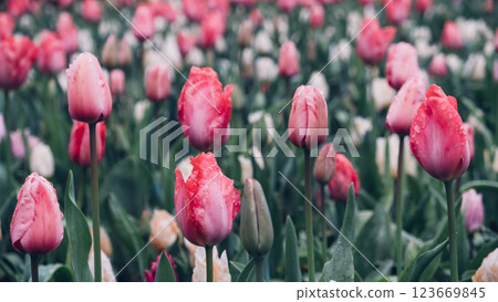 Blooming tulips. Blooming tulips. 123669845