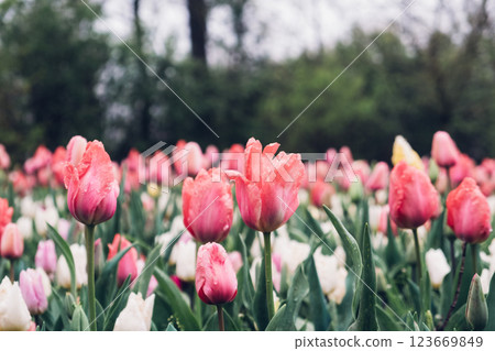 Blooming tulips. Blooming tulips. 123669849