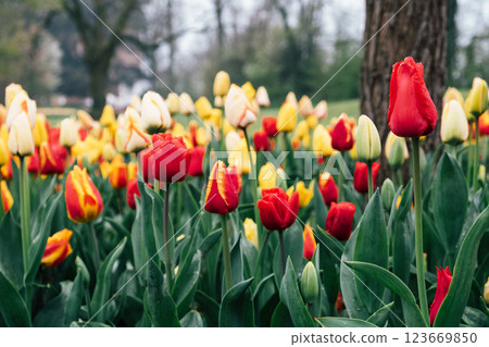 Blooming tulips. Blooming tulips. 123669850