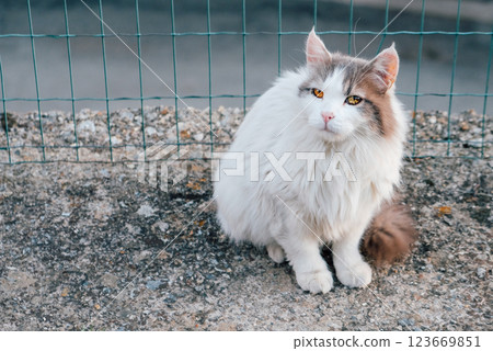 Longhaired cat. Longhaired cat. 123669851