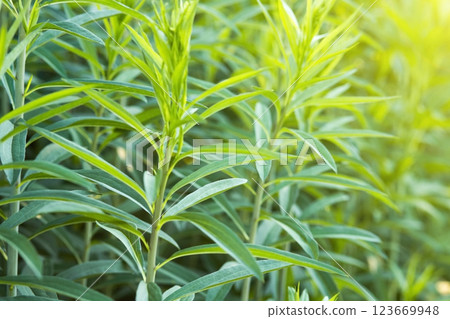 Green branches of helenium before blooming in spring on a bright sunny day. Abstract green background for the text. Concept of gardening, floriculture, growing homemade flowers Green branches of helenium before blooming in spring on a bright sunny day. Abstract green background for the text. Concept of gardening, floriculture, growing homemade flowers 123669948