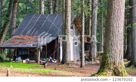 A dilapidated wooden cabin stands abandoned in a dense forest. The roof is covered with roofing felt, with fallen needles on it. Under the shed is household equipment. A forest hut A dilapidated wooden cabin stands abandoned in a dense forest. The roof is covered with roofing felt, with fallen needles on it. Under the shed is household equipment. A forest hut 123670102