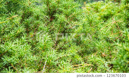 A close-up of a dense, green juniper bush with small, needle. Blue berries are visible among the foliage. A background of juniper branches and needles. A close-up of a dense, green juniper bush with small, needle. Blue berries are visible among the foliage. A background of juniper branches and needles. 123670103