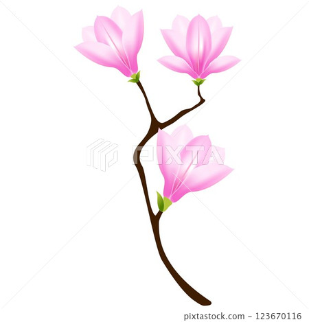 The branch of magnolia. 123670116