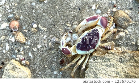 Vibrant crab crawls across textured sandy beach, delicate shell coated with specks of sand, rugged coastal rocks and shimmering wet shoreline create immersive marine scene at low tide. 123670176