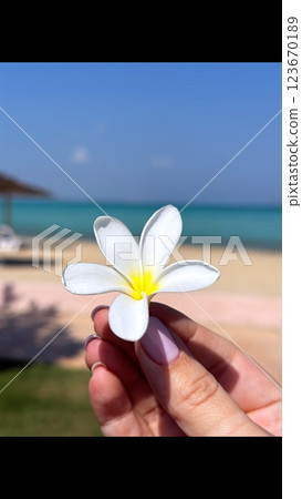 Fingers gently cradle plumeria bloom, soft sunlight enhances delicate plumeria, golden glow highlights smooth fingers, warm coastal air, tropical elegance, serene nature focus. 123670189