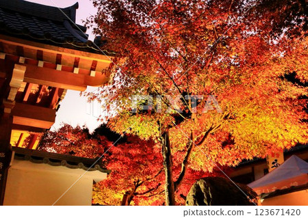 Autumn leaves shining in the evening sky... Illuminated temple trees Autumn leaves shining in the evening sky... Illuminated temple trees 123671420