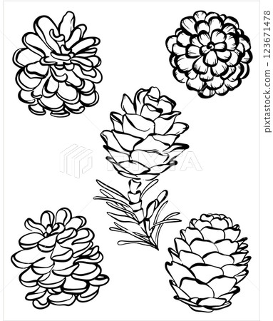 Pinecone whimsical vector illustration on isolated background. Line art fir cone naive drawing for logotype or contemporary design. Monochrome minimal contour drawing cone. 123671478