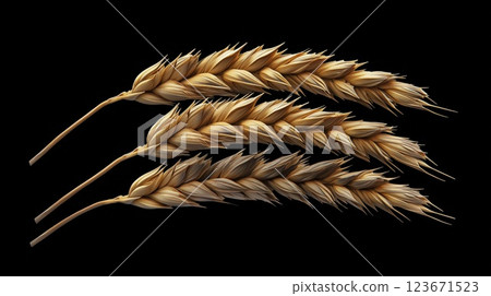 Golden wheat ears isolated on black background 123671523