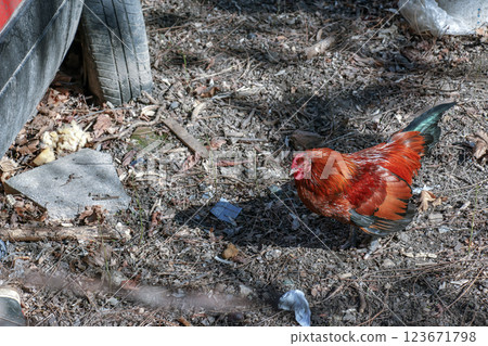 A beautiful rooster is standing on the ground. 123671798