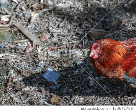 Beautiful rooster stands on the ground. The rooster is looking for food. 123671799