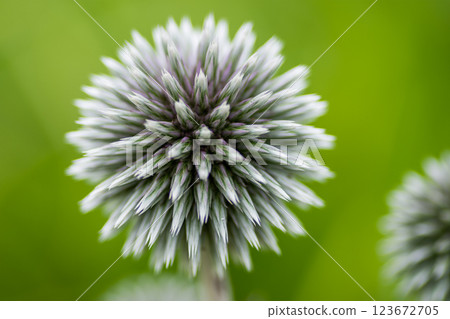 A flower that embodies abstraction A flower that embodies abstraction 123672705