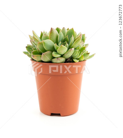 Graptopetalum, leatherpetal succulent isolated, pentandrum superbum office table plant Graptopetalum, leatherpetal succulent isolated, pentandrum superbum office table plant 123672773
