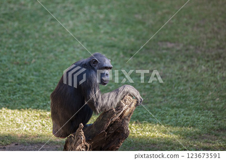 Common chimpanzee (Pan troglodytes) 123673591