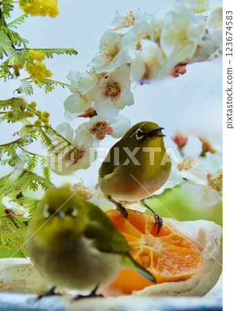 A pair of Japanese white-eyes eating mandarin oranges at a bird feeder surrounded by early spring flowers 123674583