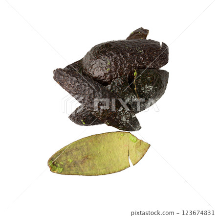 Hass Avocado Peel Isolated, Whole Sharwil Peelings, Brown Avocados Shell, Fresh Alligator Pear Skin 123674831