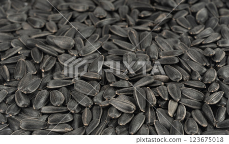 Sunflower seeds texture background, black sun flower grains snack pattern, edible oil kernels Sunflower seeds texture background, black sun flower grains snack pattern, edible oil kernels 123675018