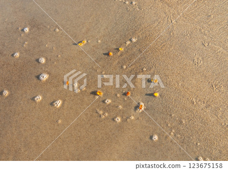 Amber stones on sea coast. Amber gems search on Baltic sea shore, fossilized tree resin crystals on sand Amber stones on sea coast. Amber gems search on Baltic sea shore, fossilized tree resin crystals on sand 123675158
