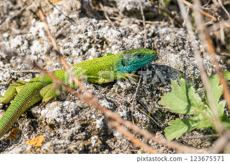 Green lizard (Lacerta viridis) during breeding season. Selective focus. Green lizard (Lacerta viridis) during breeding season. Selective focus. 123675571