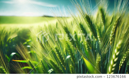 初夏鬱鬱蔥蔥的綠色麥田 123676166