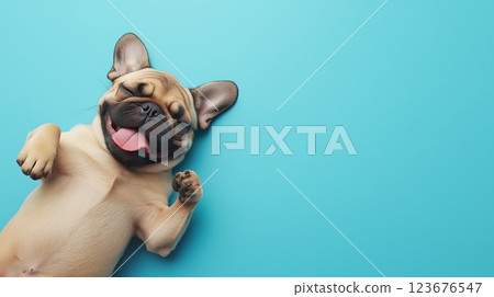 Happy pug puppy playing on a blue background in a cheerful setting, copy space 123676547