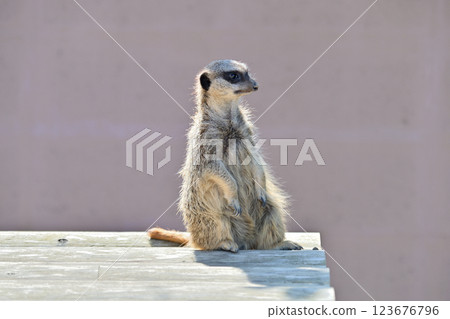 Meercat站著凝視 Meercat站著凝視 123676796