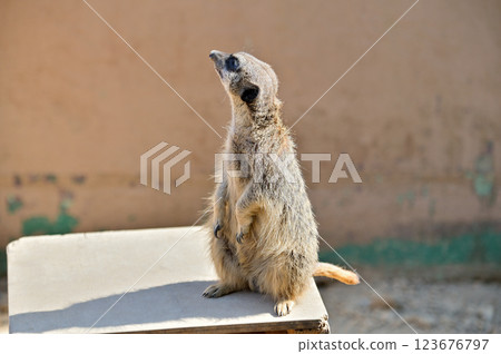 Meercat站著凝視 Meercat站著凝視 123676797