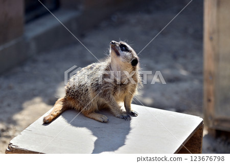 看看Meerkat 看看Meerkat 123676798