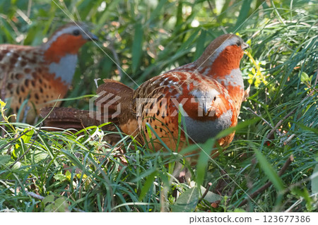 普通雉雞（3隻） 123677386