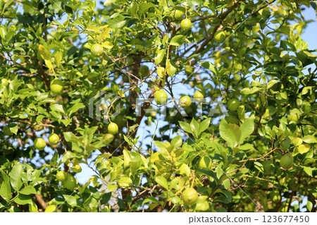 Good harvest lemon fruit Good harvest lemon fruit 123677450
